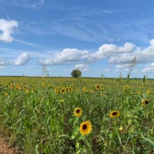 parcelle de couverts avec tournesol
