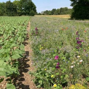 bande fleurie dans un champ
