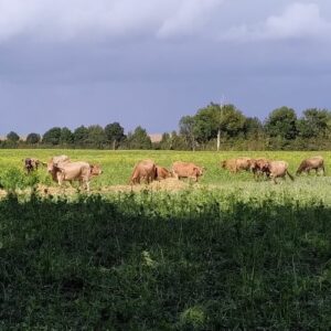 vaches dans un champ